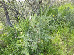 Flora del Cerro Masatrigo